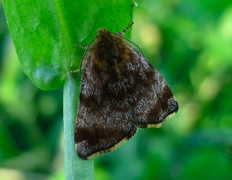 Lythria purpuraria e Panemeria tenebrata